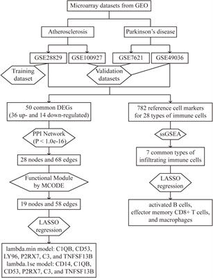 Bioinformatics analysis of potential common pathogenic mechanism for carotid atherosclerosis and Parkinson’s disease